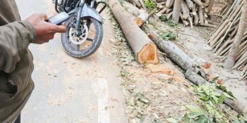 মুকসুদপুরে সরকারি গাছ কাটার অভিযোগে ৫ হাজার টাকা জরিমানা