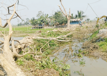 টুঙ্গিপাড়ায় খাল পুনঃখনন কাজে কাটা পড়েছে ৭ হাজারেরও বেশি গাছ
